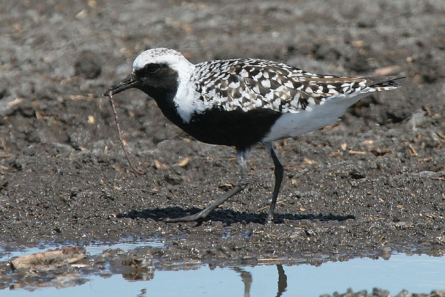 Black-bellied plovers winter along San Francisco Bay shores.  This one is in breeding plumage which will molt leaving the bird overall mottled gray with only black "wing pits" to identify it.  (Courtesy of Bob Lewis)