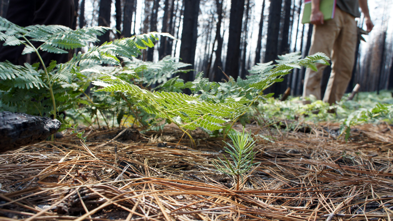 A pine tree seedling emerges in a burned area of the Stanislaus National Forest. (Lauren Sommer/KQED)