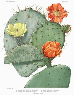 Spine-bearing prickly pear cactus, from The Cactaceae (1919-1923) by Britton et Rose, Vol. I, Plate XXXIV. Art by Mary Emily Eaton, image filtered by Daniel Schweich.