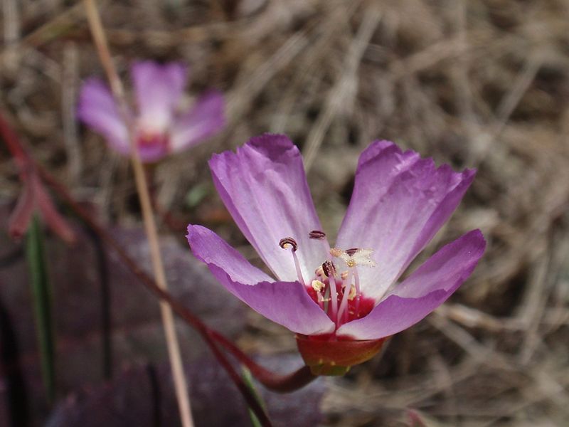 The highly endangered Presidio clarkia (Clarkia franciscana) is found in only two location in the entire world, right here in the Bay Area: the serpentine prairie in the Oakland Hills and in the Presidio of San Francisco. (Tom Hilton/Wikimedia)