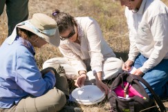 After the small,  black seeds of the Presidio clarkia are collected, they are transferred to frisbees for distribution on the site. (Courtesy of Lech Naumovich)