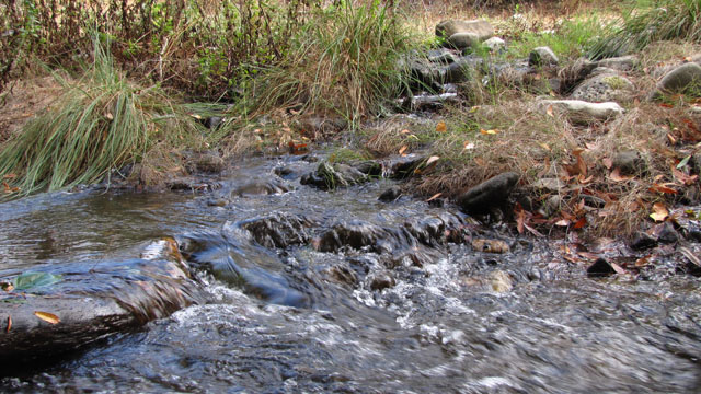 One hydrologist estimates the flow rates on some quake-revived streams could be significant in view of the current drought. (Craig Miller/KQED)