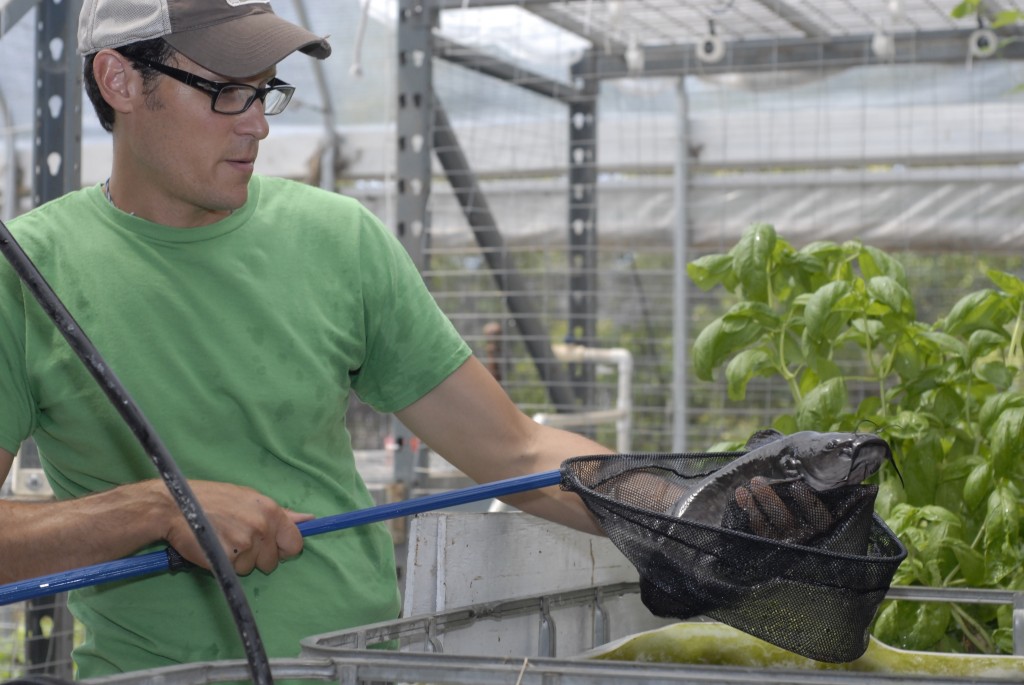 David Rosenstein’s Los Angeles-based Evo Farm uses aquaponics, which combines hydroponics and fish farming. (Chris Richard/KQED)