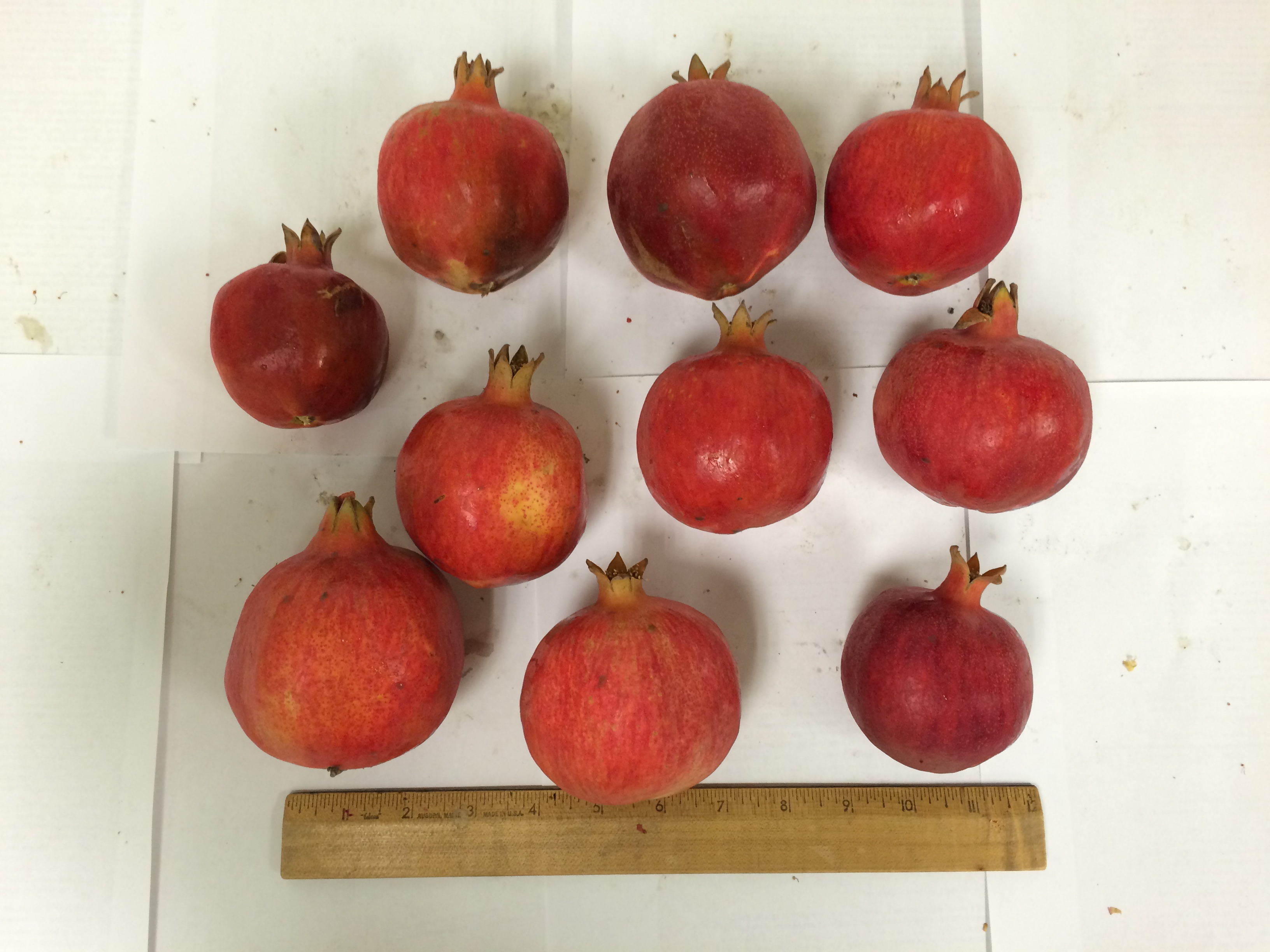 These pomegranates are about an inch smaller than the typical size, but they're packed with antioxidents.
