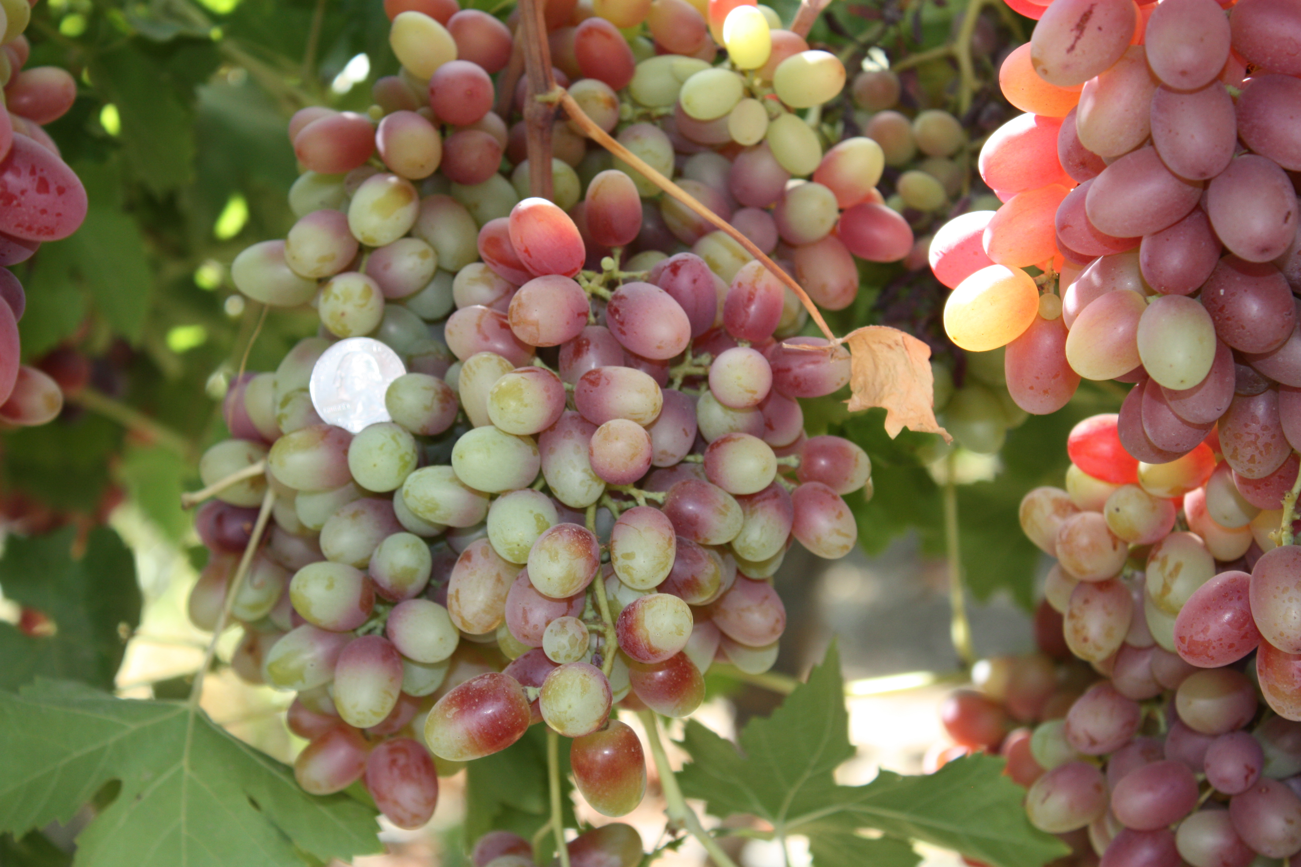 Drought-stressed grapes have variable coloring, rather than a uniform deep red. And they're smaller than the shiny quarter -- a common test of grape quality.