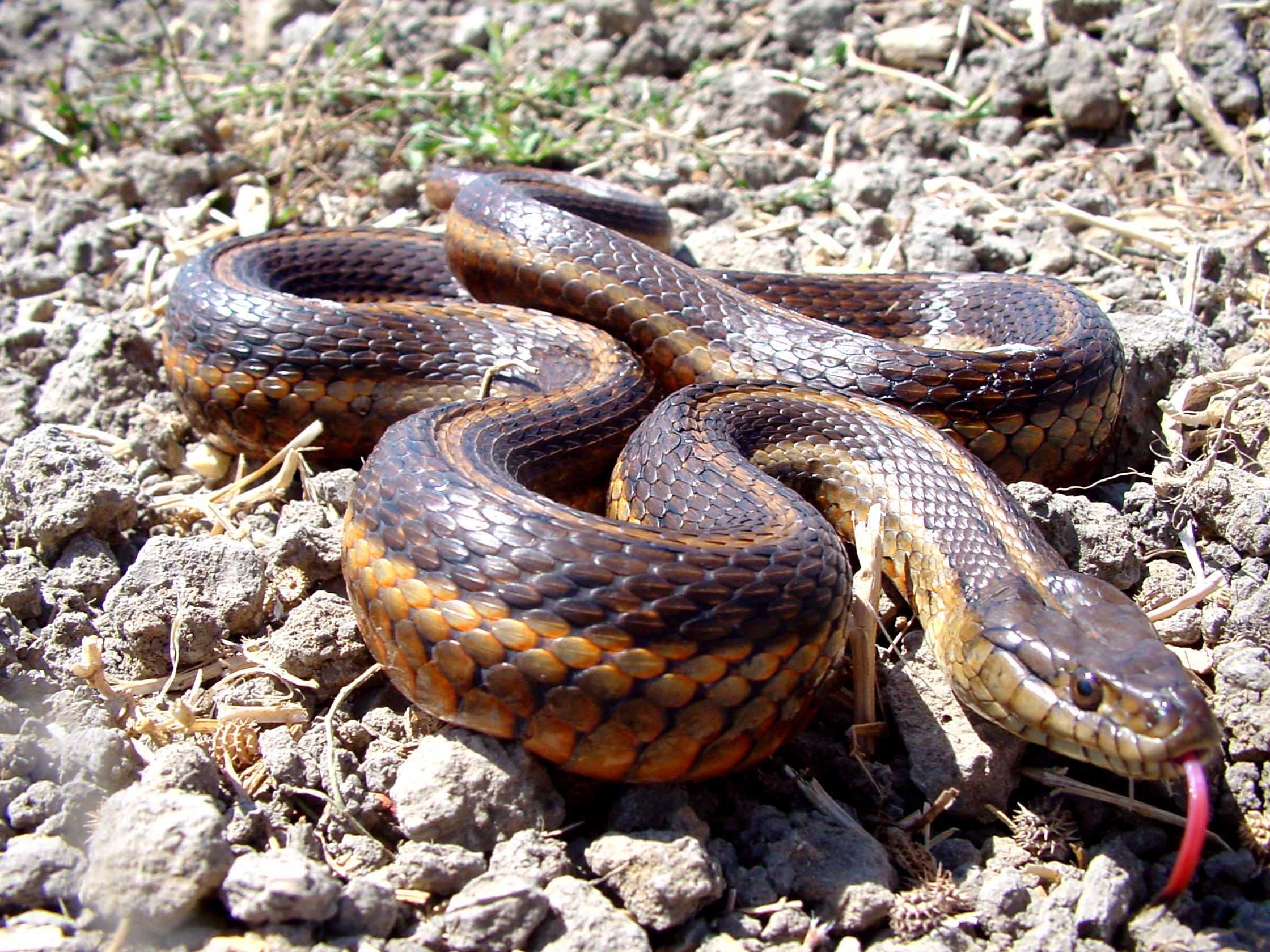 The giant garter snake is listed as a threatened species at the state and federal levels. It depends on water both to find meals and avoid becoming one. (Eric C. Hansen/CA Department of Fish and Wildlife)
