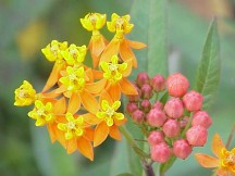 Tropical milkweed (Asclepias curassavica) is a favorite in butterfly gardens because it's pretty and easy to grow. (Photo: Kurt Stüber via Wikimedia Commons)