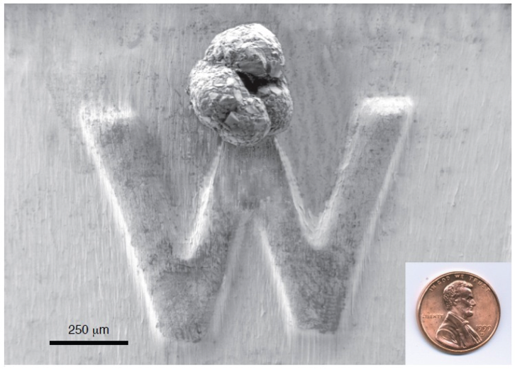 A single foram sits on the “W” of a penny. (Mary McGann/USGS)