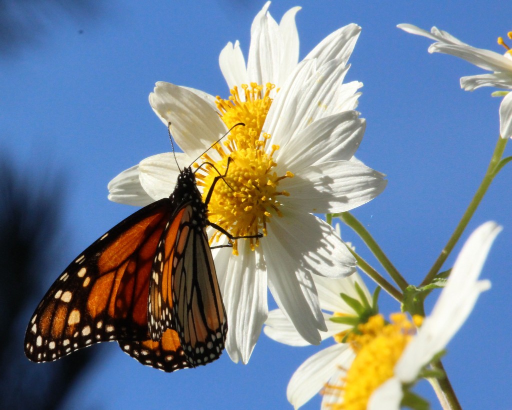 A monarch draws nectar from a "daisy tree" in the Monarch Grove Sanctuary in Pacific Grove. (Photo: Liza Gross)