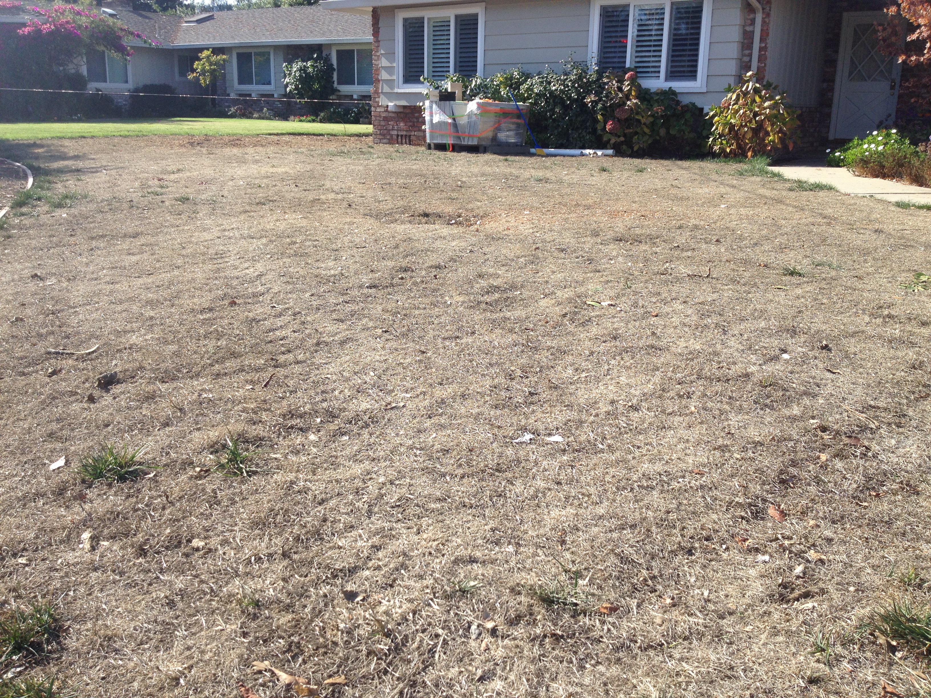 Los Altos resident Rebecca Lowell let her lawn die over the summer, and is planning to replace it, with help via a rebate from the Santa Clara Valley Water District. (Daniel Potter/KQED)