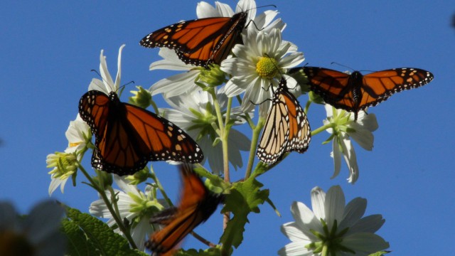 Monarchs gather on a "daisy tree" for nectar in the Monarch Grove Sanctuary in Pacific Grove. (Photo: Barry Bergman)