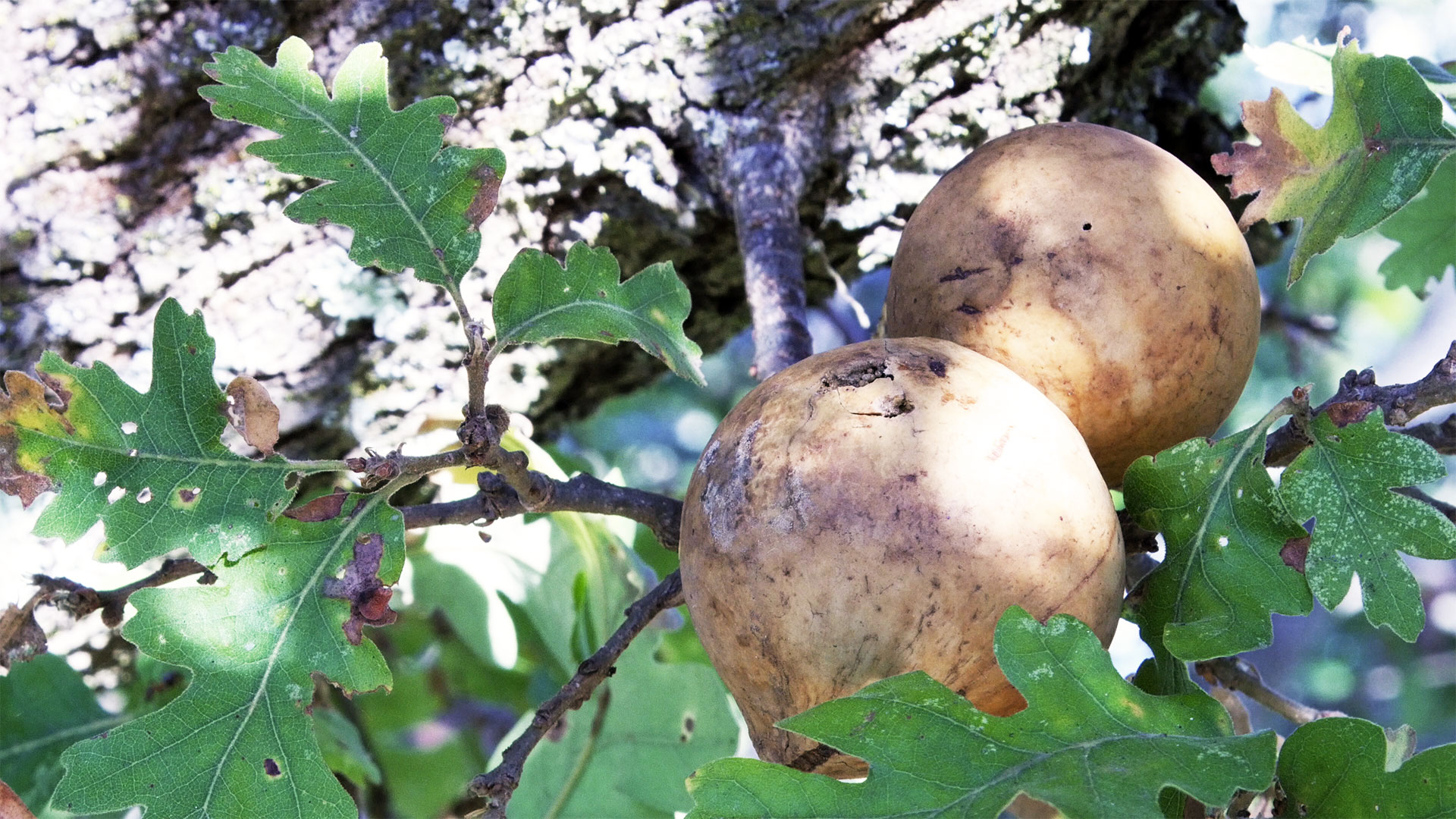 Oak apple galls, from the California Oak Gall Wasp (Andricus quercuscalifornicus). 