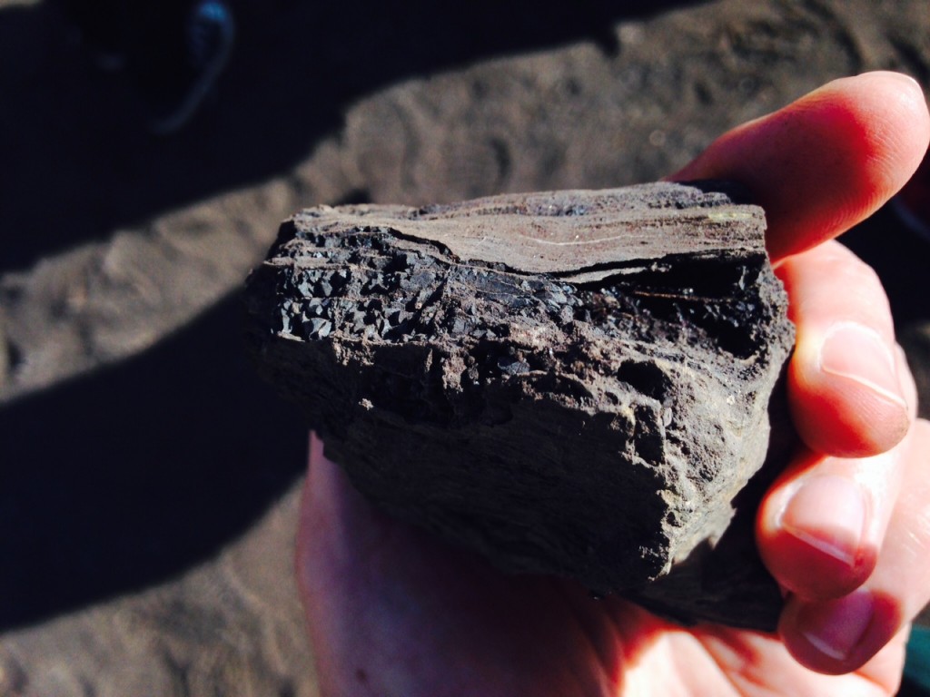 A chunk of petrified wood shows evidence of transformation into coal at Black Diamond Mines Regional Preserve. (Sharol Nelson-Embry)