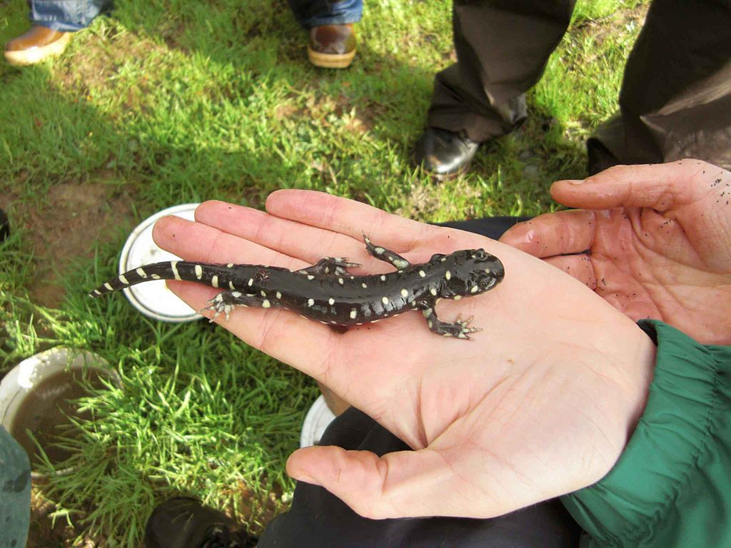 Endangered California tiger salamanders find refuge in the Bay Areas hills. (John Clecker, USFWS/Wikimedia)