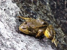 Endangered yellow-legged frogs have just a fragment of their breeding habitat left in our area. (Rick Kuyper, USFWS/Wikimedia)