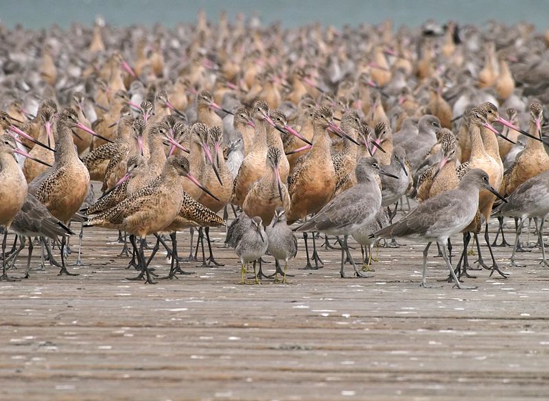 Shorebirds congregate around San Francisco Bay during the winter to feed on the abundant intertidal animal species. (Ingrid Taylar/Wikimedia)