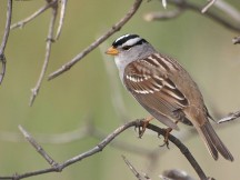 White crowned sparrows spend the winter in the lower 48 States with some found year-round in the Sierra. (Ingrid Taylar/Wikimedia)