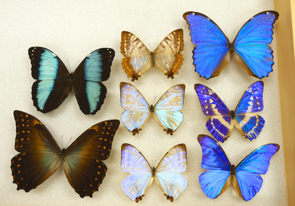 Varying species of Morpho butterflies. Jenny Oh/KQED