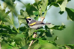 Golden-winged warblers spend their winters in Central and South America before returning to North America's Great Lakes and Appalachian Mountain regions to breed. There is growing urgency to study them as their population is only 5 percent of historic levels in the Appalachians due to factors such as habitat loss and hybridization with other species. (Courtesy of )