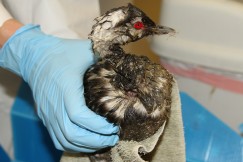 A horned grebe covered in the sticky goo gets ready for cleaning at International Bird Rescue. (Courtesy of International Bird Rescue)