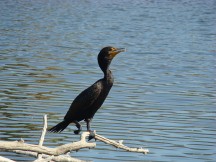 Double-crested cormorants toxic concentrations of flame retardants have been reduced by about 80% since PDBEs were phased out in 2003. (Sheep81/Wikimedia)