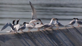 Forster's terns which nest on islands in the bay had some of the highest recorded concentrations of flame retardants in their eggs in any wildlife worldwide. (Ingrid Taylar/Wikimedia)