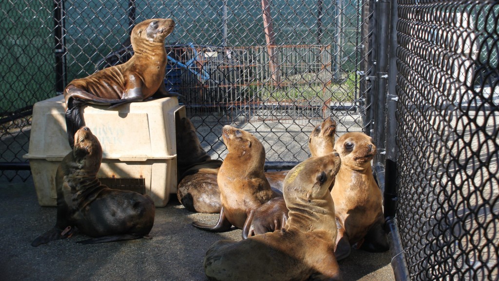 The Marine Mammal Center’s record-breaking patient load in 2014 included an influx of emaciated young sea lions. (Sarah van Schagen/The Marine Mammal Center) 