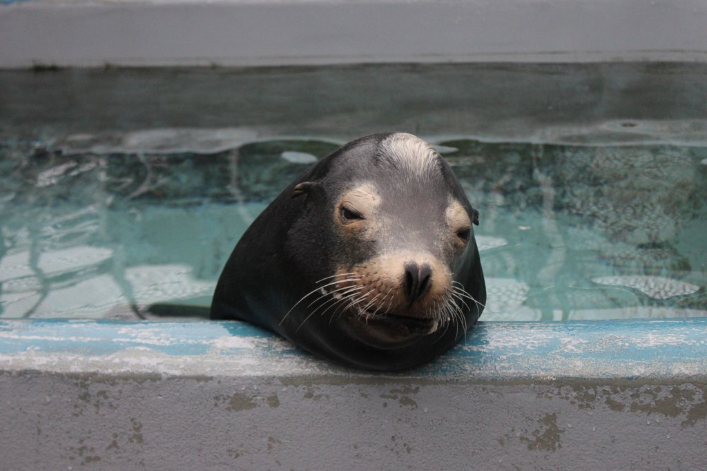 Blarney McCresty, an adult male California sea lion, was treated for domoic acid toxicity during his rehabilitation at The Marine Mammal Center.
