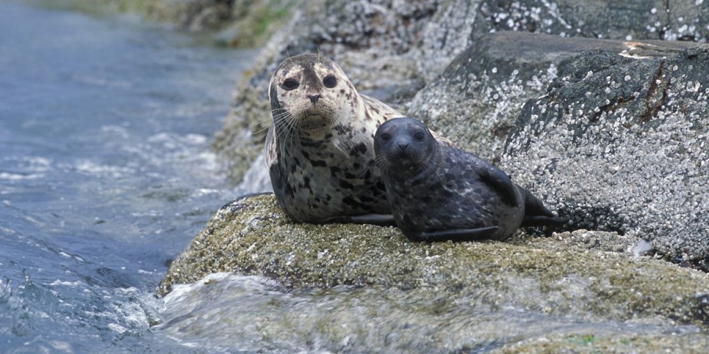 Harbor seals can live up to 30 years and have long exposures to toxic chemicals in the bay. (Dr. Brandon Southall, NMFS/OPR/Wikimedia)