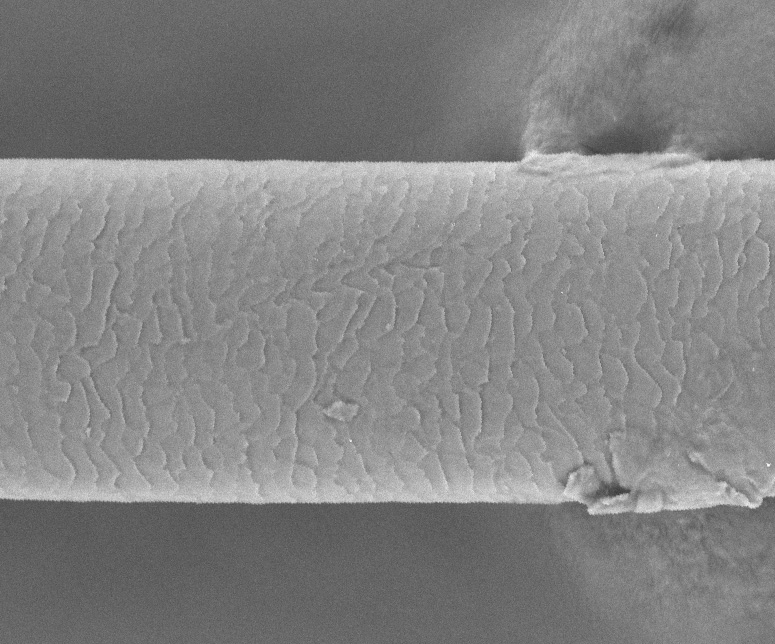 Scanning electron microscope image of a human hair showing scaled texture (Guangwei Min/UC Berkeley)