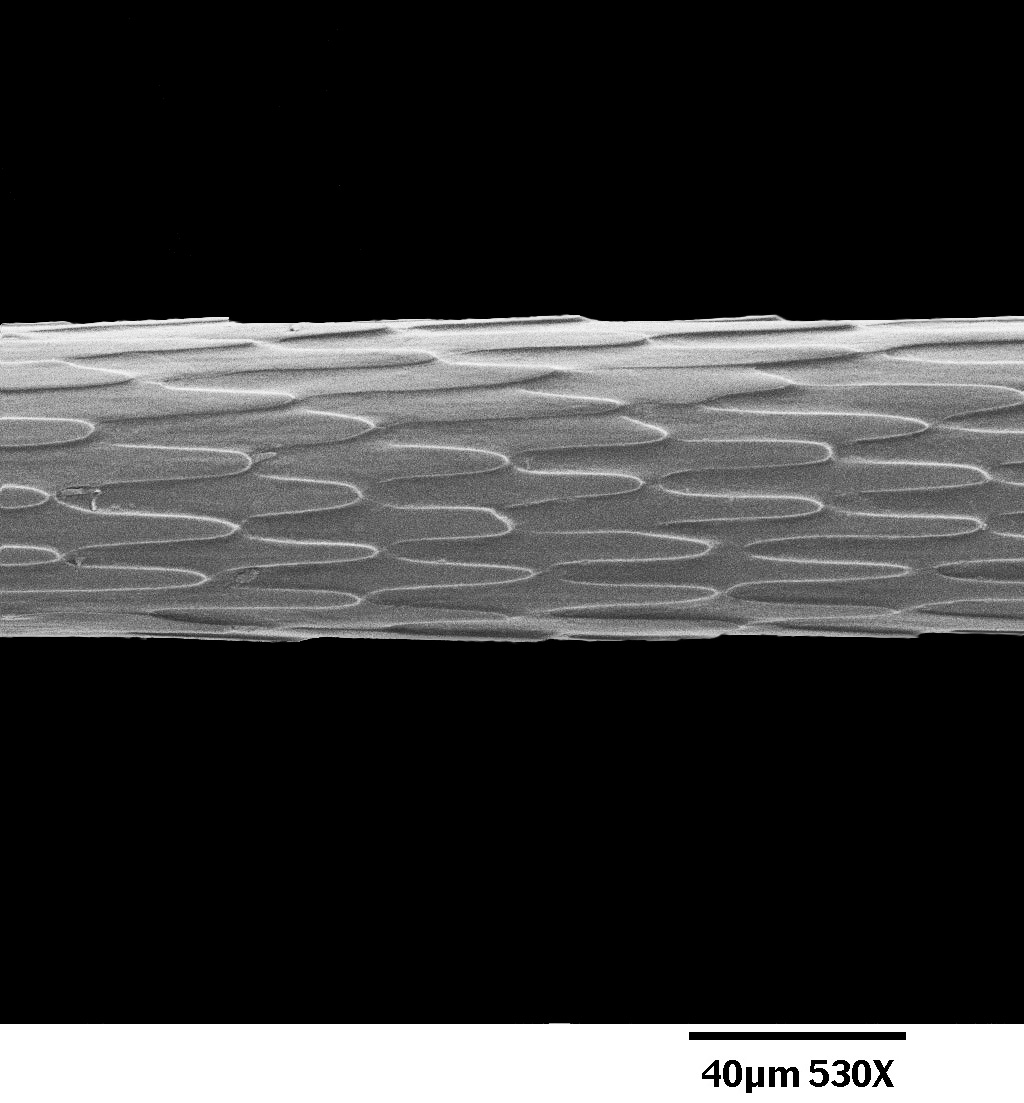 Scanning electron microscope image of a human hair showing scaled texture (Guangwei Min/UCB)