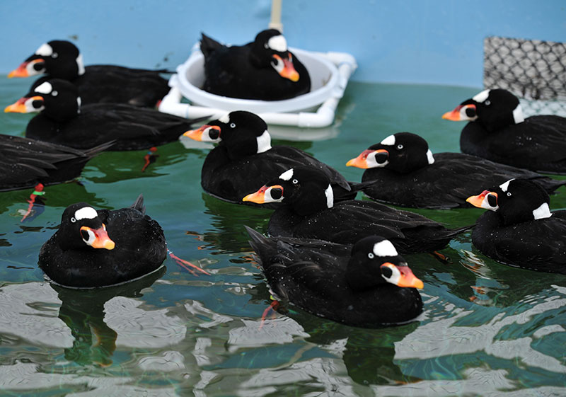 Surf scoters, cleaned and recuperating in a pool at IBR await release back into the wild. (Courtesy of IBR)