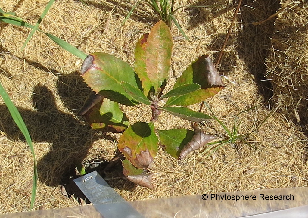 A shrub infected with Phytophthora cactorum, which rots plant roots, leading to symptoms like yellowing leaves, stunting and necrosis. (Ted Swiecki/Phytosphere Research)