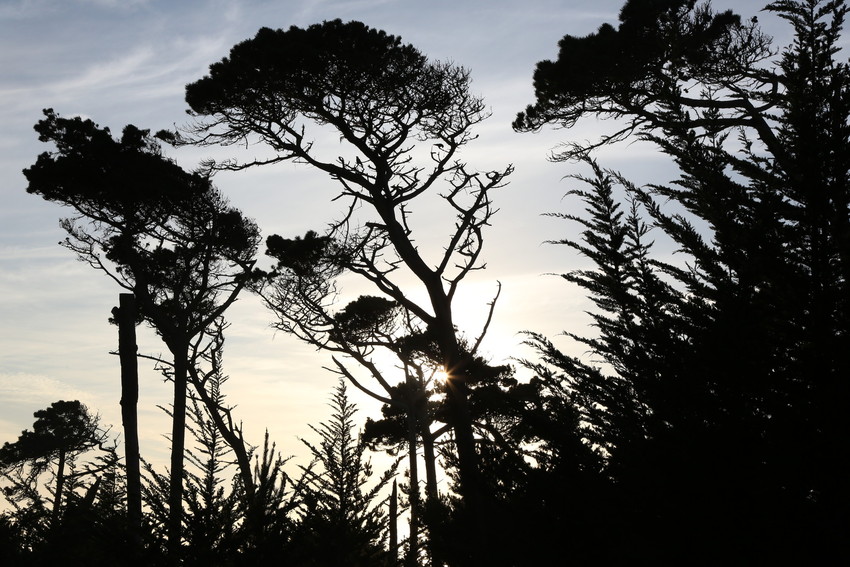  Monterey Pines and other trees at sunset in Asilomar State Park, which celebrated its centennial in 2013. (Leslie David/KQED)
