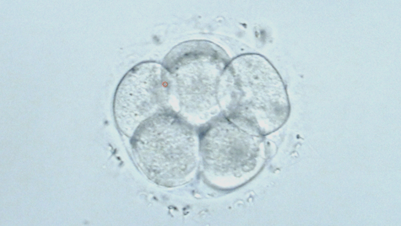 A human embryo three days after fertilization, at the Reproductive Science Center of the San Francisco Bay Area, in San Ramon. At this stage, healthy embryos like this one have six to 10 cells of similar size. (Josh Cassidy/KQED)