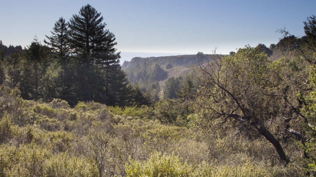 Conservationists are hoping to set aside nearly 6,000 acres for a Santa Cruz Redwoods National Monument.