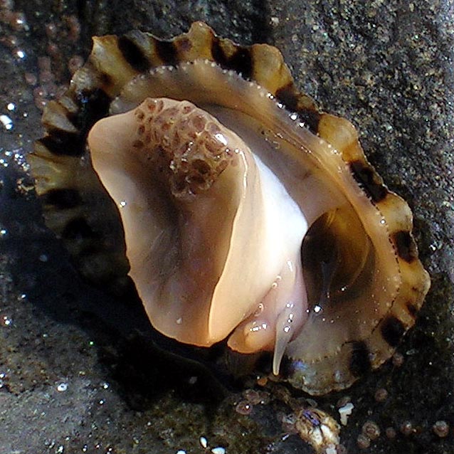 Limpets are found on rocky shorelines, not usually on their back as in this photo. Their tiny teeth have been found to be the strongest natural material in the world. (Janek Pfeifer/Wikimedia)