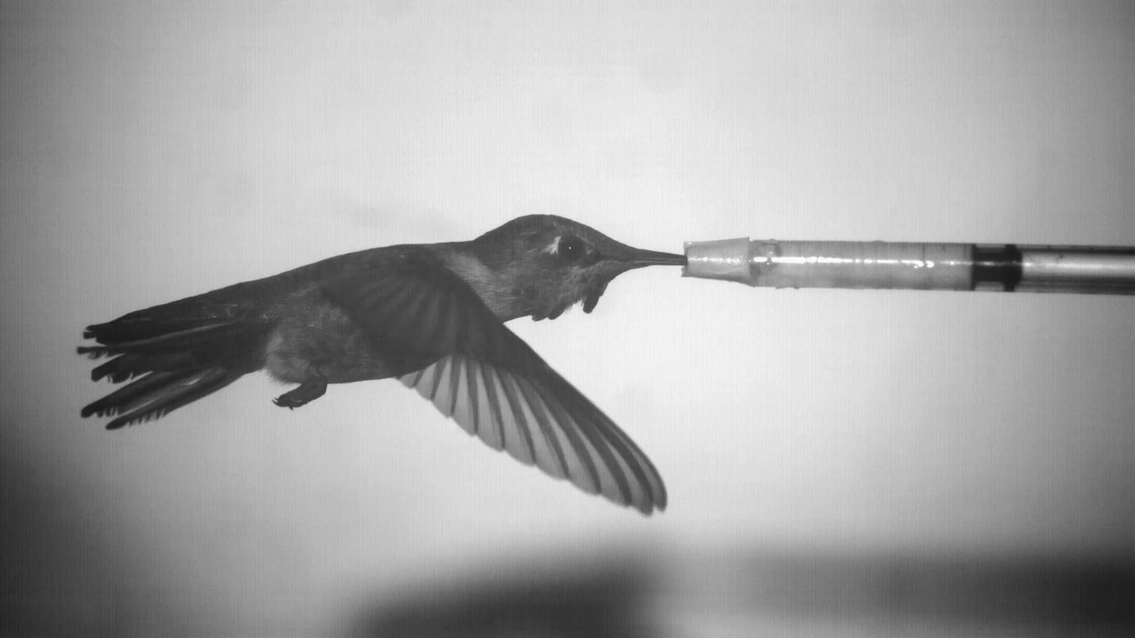 A framegrab from high-speed video of a hummingbird feeding in a wind tunnel at UC Berkeley. Image courtesy of Victor M. Ortega, UC Berkeley.
