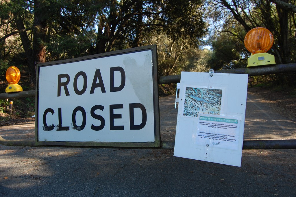 South Park Drive in Berkeley's Tilden Park is closed for the newts' breeding season every year (Gabriela Quiros/KQED)