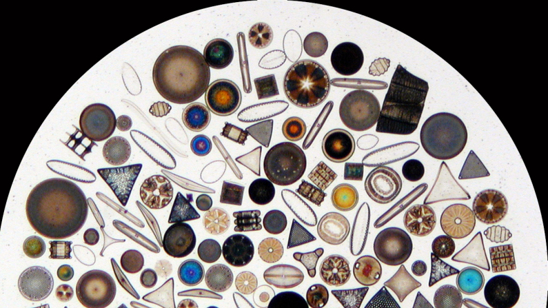 Mixed diatoms arranged on a microscope slide (Wipeter/Wikimedia commons)
