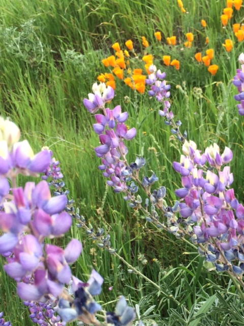 Bush lupine rises above the grasses and attracts pollinators. (Courtesy of Jennifer McNerney)