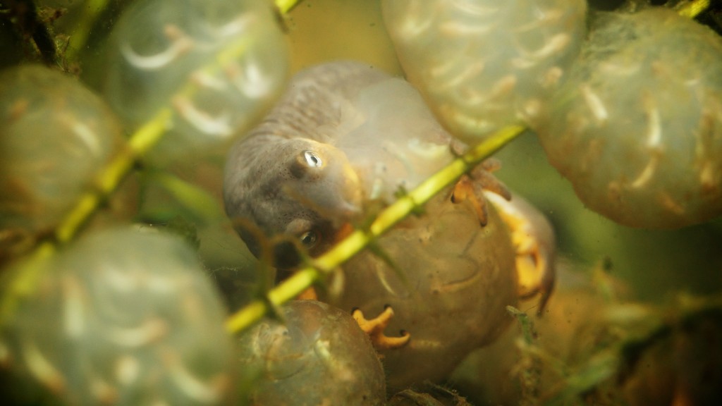 Newt eggs can be energy-rich snacks for cannibalistic male newts (Josh Cassidy/KQED)