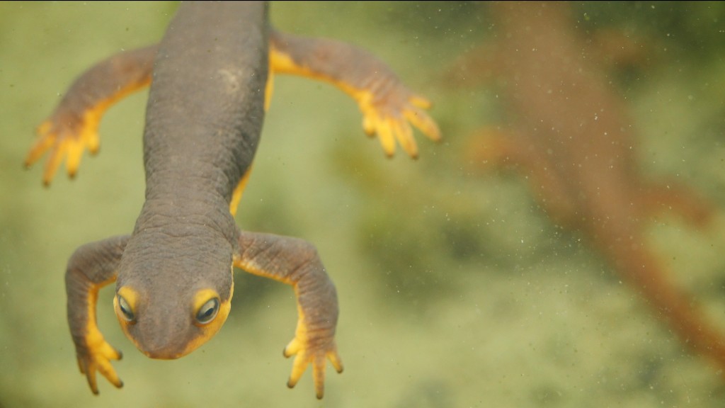 Release of the hormone prolactin triggers male newts' transformation into aquatic creatures (Josh Cassidy/KQED)