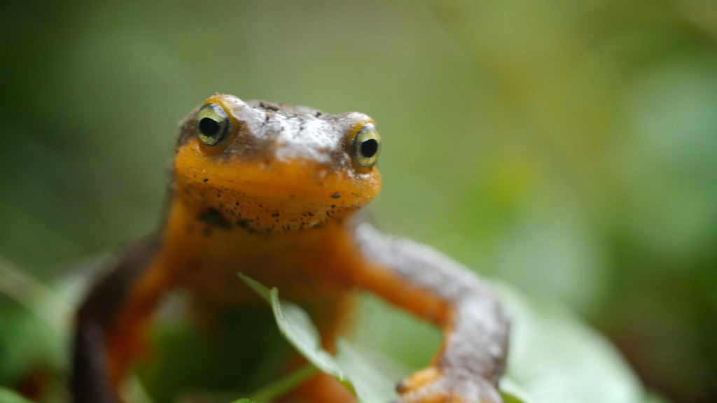 Newts' bright yellow belly and eyes warn predators to stay away from their toxic skin (Josh Cassidy/KQED)