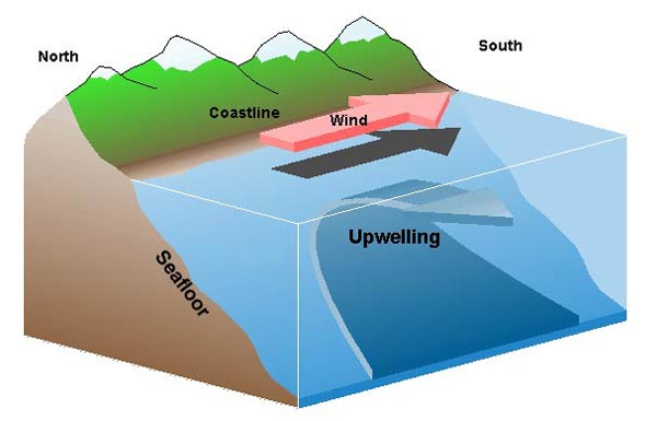 (Via wikimedia-modified by D. Reed from image by J. Wallace and S. Vogel, El Niño and Climate Prediction. Image courtesy of Sanctuary Quest 2002, NOAA/OER)  Upwelling happens when offshore winds push water away from the coast, and water from the deep comes up to replace the displaced surface water.