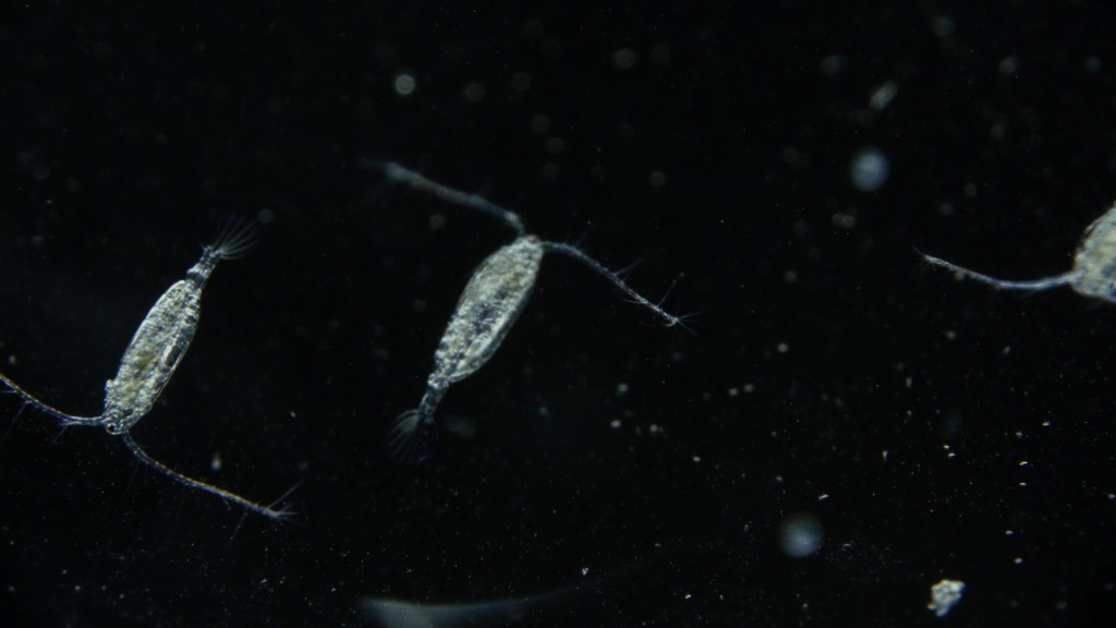Acartia hudsonica, a species of marine copepod (Josh Cassidy/KQED)