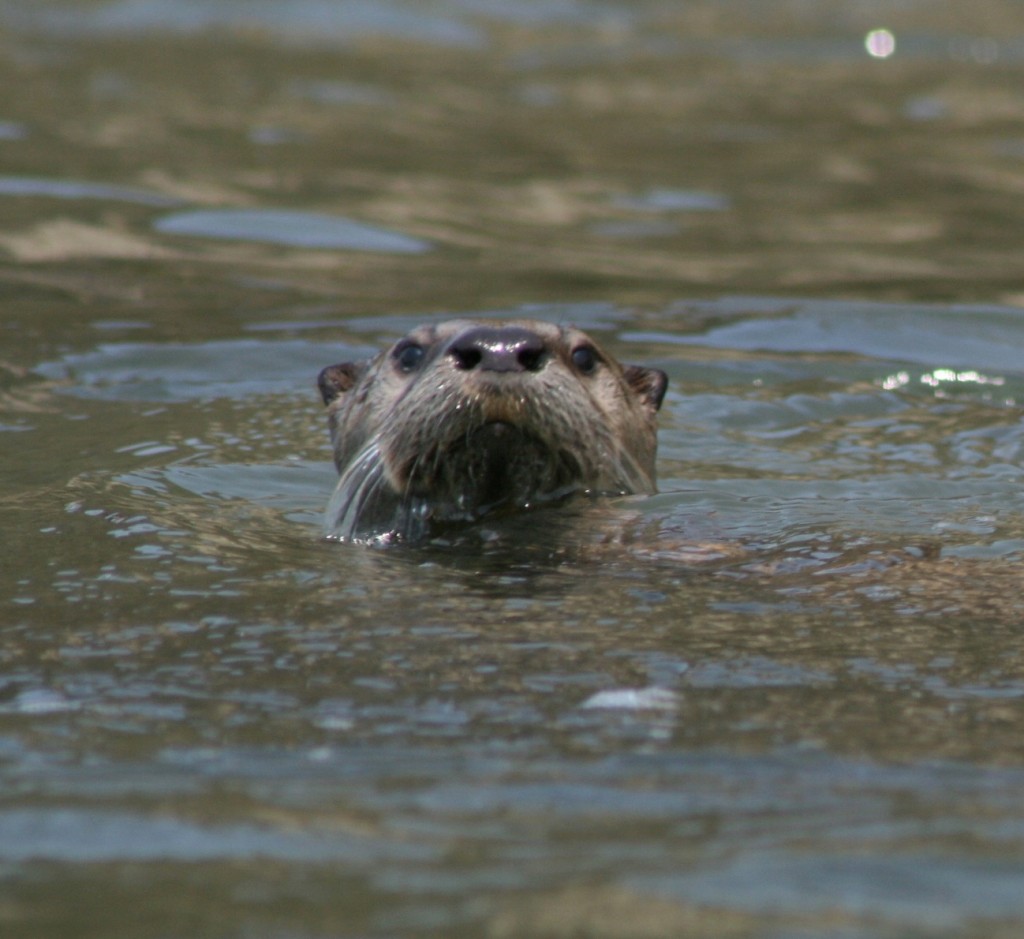The otters dense whiskers are used for hunting underwater. (Courtesy of Brenden Collett-Grether)