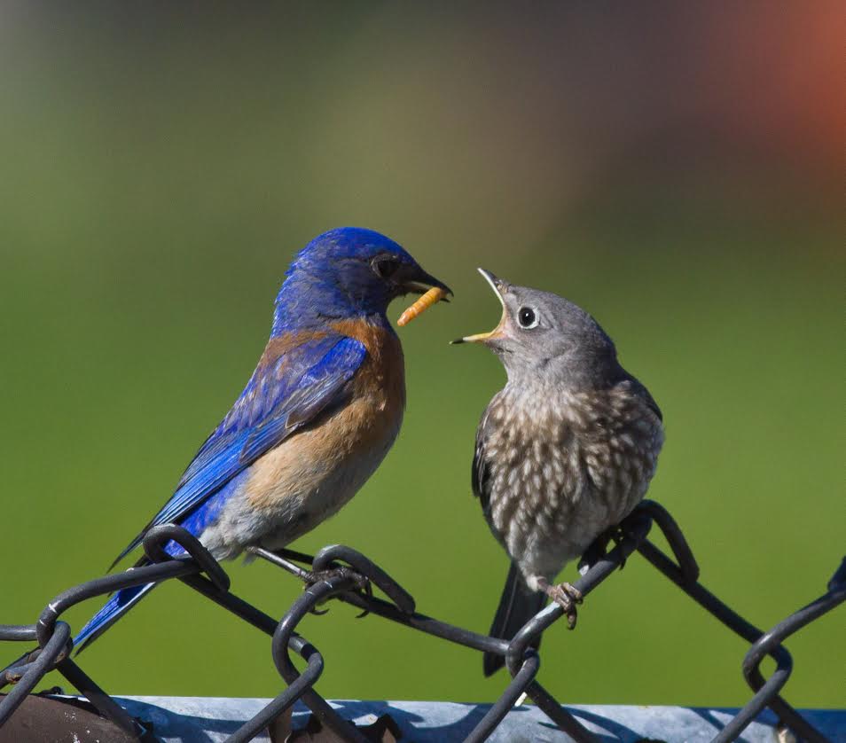 Hungry fledglings are fed by both parents, mostly insects. (Courtesy of Allen Hirsch)