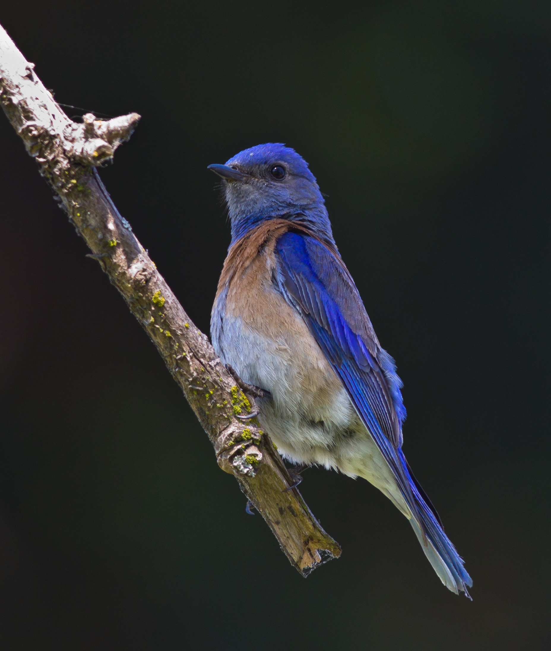 Male Western bluebirds attract a lot of attention with their brilliant colors. (Allen Hirsch)