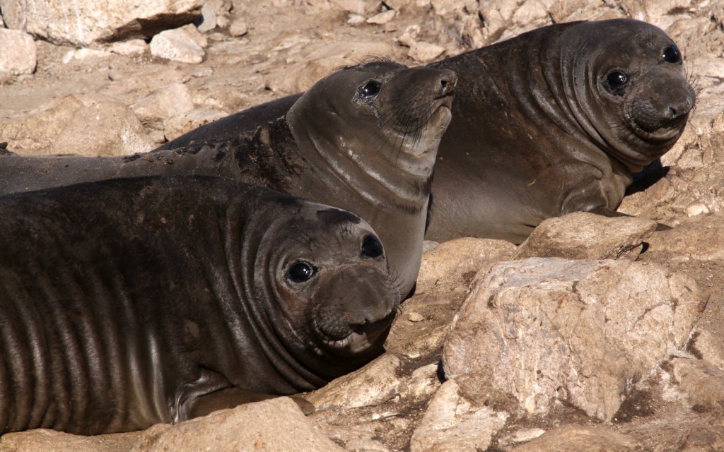 On the Farallones, the warm air and warm ocean this winter proved harsh for wildlife like these weaned elephant seal pups. (Sophie Webb/Point Blue)
